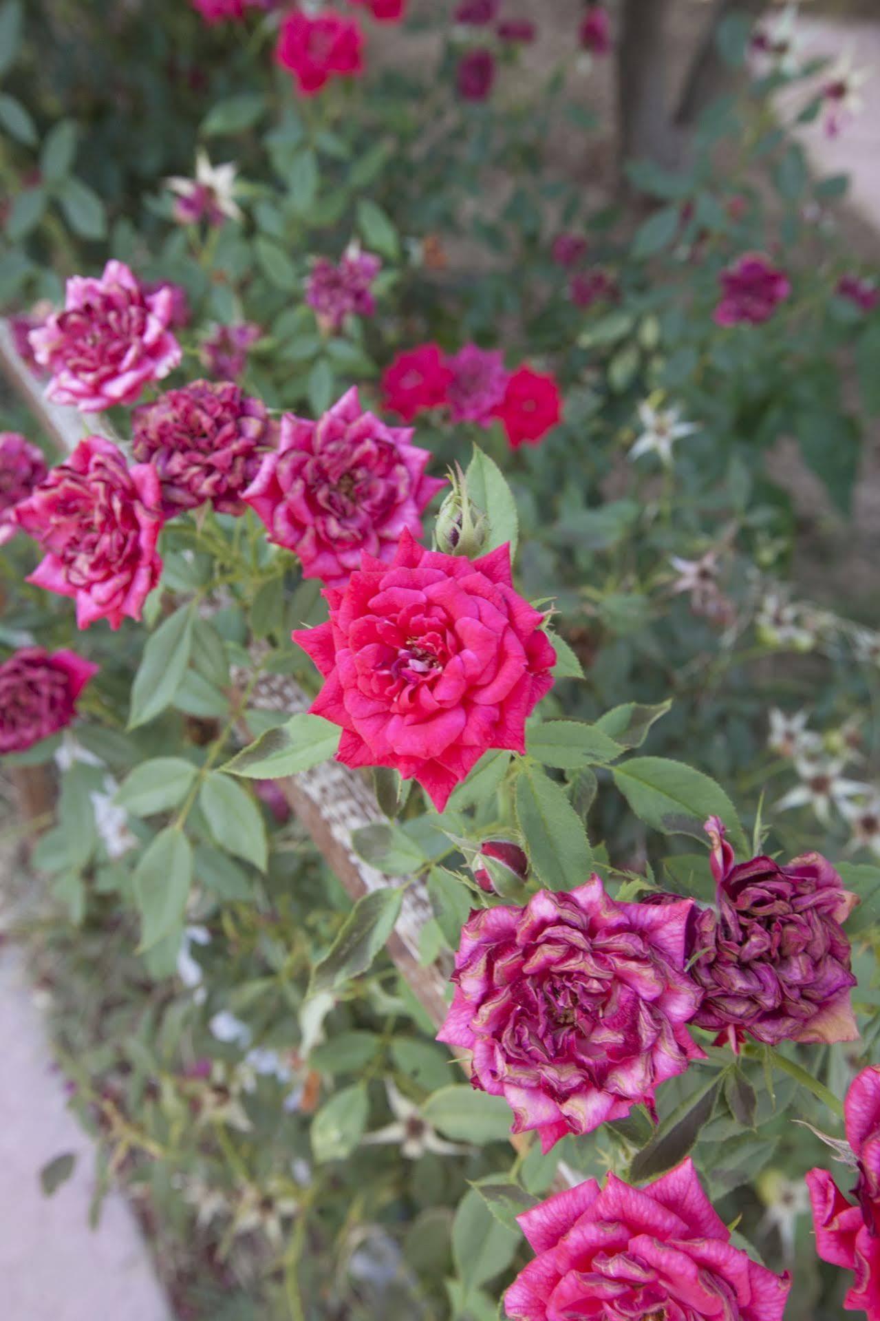 Lapida Garden Hotel Lapithos  Luaran gambar